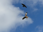 FZ023369 Red kites (Milvus milvus).jpg